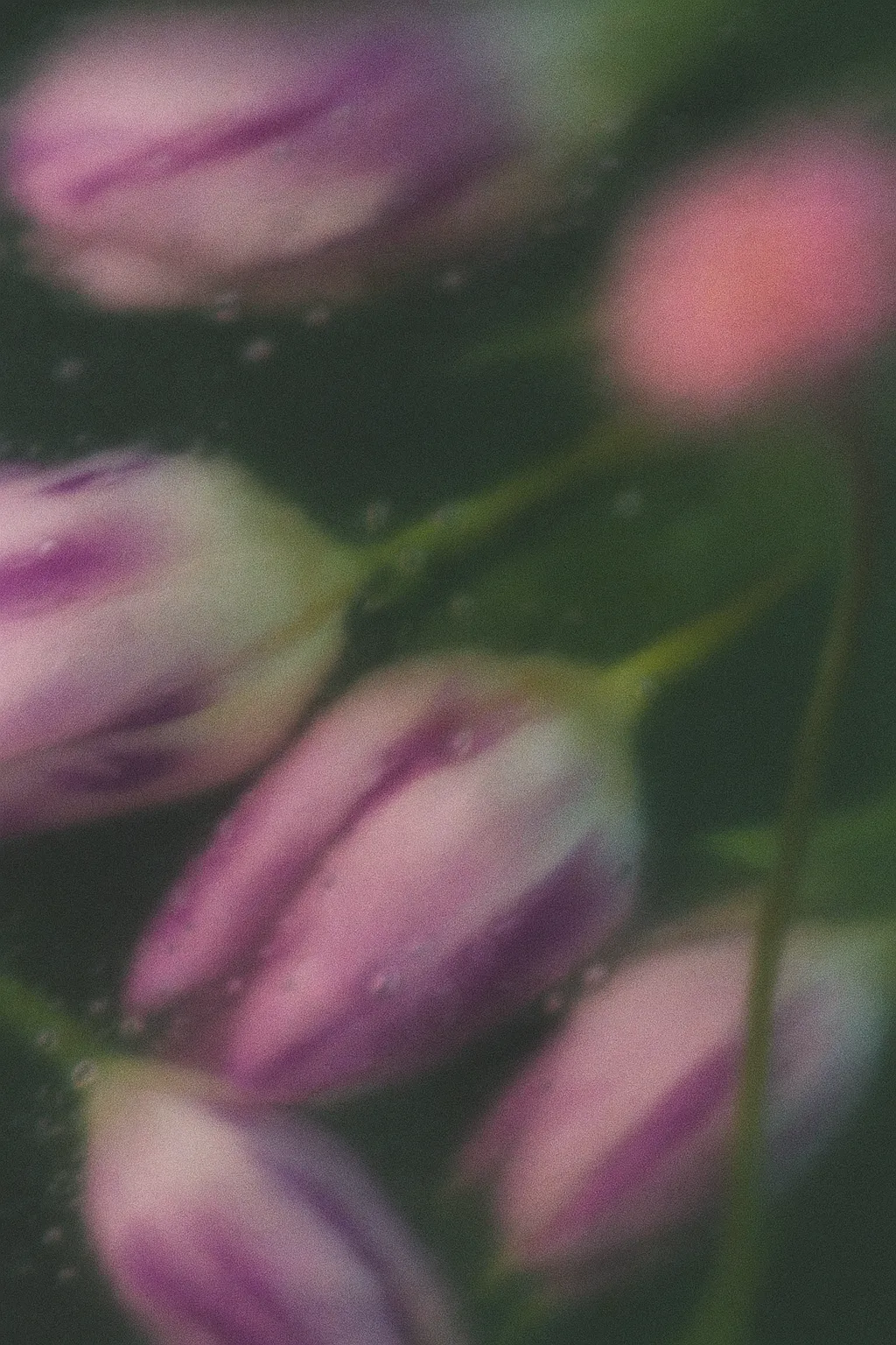 Close-up of soft-focused pink and purple tulip buds with green stems and leaves in the background.