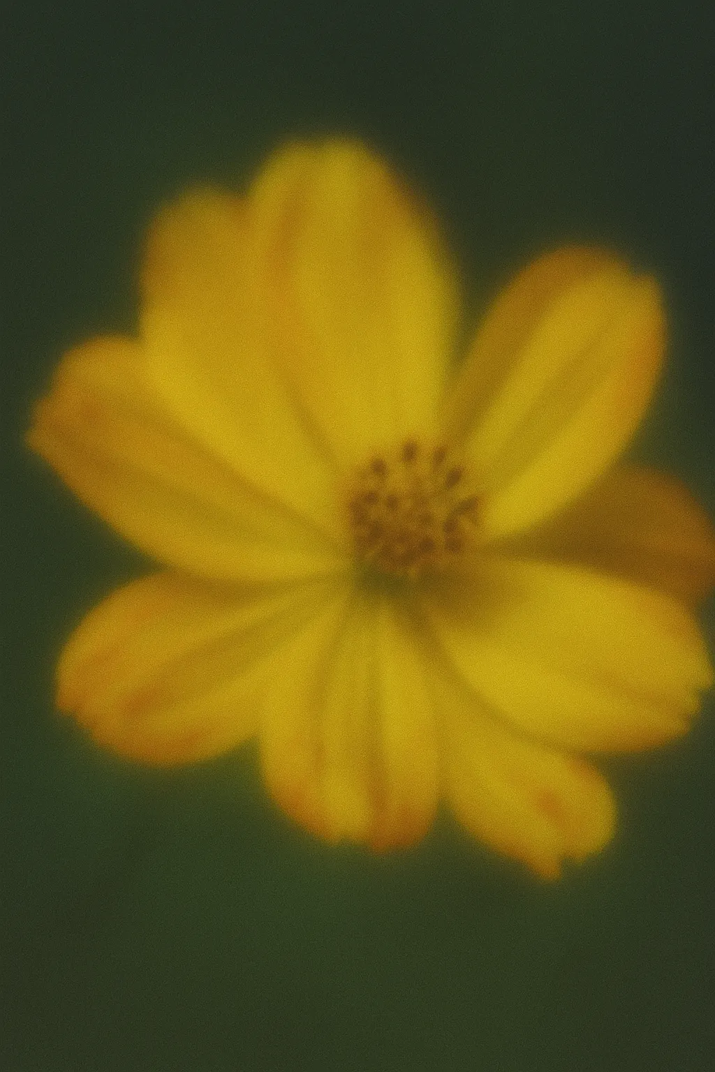Close-up of a softly blurred yellow flower against a dark green background.