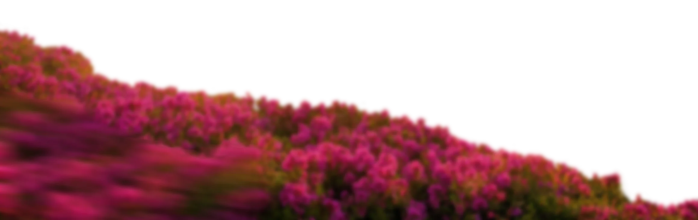 Blurred close-up of pink flowers with green stems on a black background.